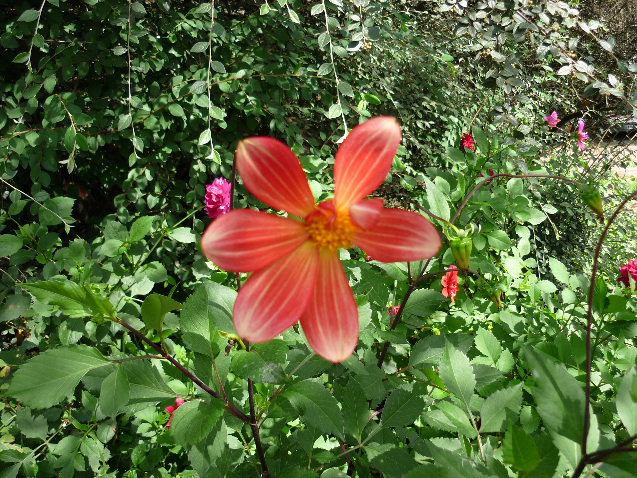 fotos/2011 - Los Reartes/P1010869.JPG